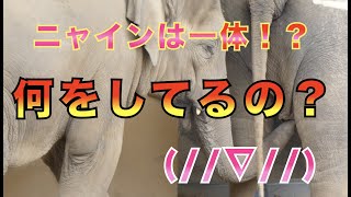 【円山動物園ゾウ】ニャインは一体！？何をしてるの？(//∇//)