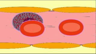 AP2: WHITE BLOOD CELL CHEMOTAXIS