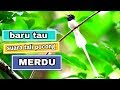 The melodious voice of the pocong rope /seriwang | Asian paradise Flycatcher