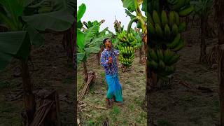 Bananas cutting scene 🌴🍌#ep-537.#shorts #harvest #trending #viral #usa