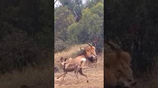 Lion Attacked Wild dog #wilddogs #wildlife #wildanimal #nature #naturelovers #animals #animallover