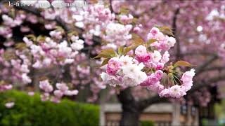 lo fi relax japan style music nearby cherry blossoms (近くのさくら）4k