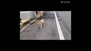 【保護犬】ルビーちゃん　散歩トレーニング