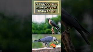 How to keep food to crow | காகத்திற்கு உணவு வைக்கும் முறை #trending #viral #tamil #vastu#predictions