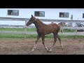 2014 appaloosa colt sired by always in the mood