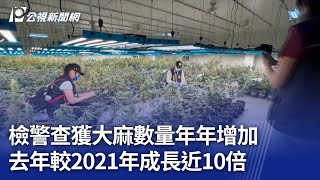 檢警查獲大麻數量年年增加 去年較2021年成長近10倍｜20241015 公視晚間新聞