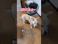 doglover【保護犬さん】だるまさんがころんだ vblog animals だるまさんがころんだ