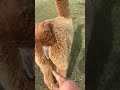 Alpacaly Ever After: A Baby Alpaca Walk on the Farm #shorts #short