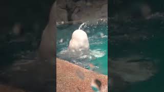 噴水しながら回転するよ★ベルーガ（シロイルカ）★  Beluga whale #shorts