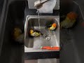 so smart ！🦜🦜parrot can take a shower by itself parrot birds shorts