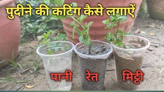 3 तरीकों से उगाता हूँ पुदीना || How to grow mint in 3 way