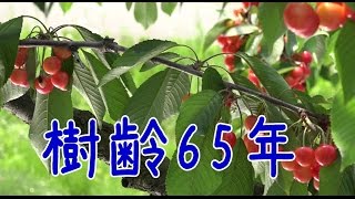 樹齢65年さくらんぼの木。金賞三席受賞農園 こだわりすぎた篤農家 丹野農園。最盛期に突入！Sato Nishiki  Japanese cherry