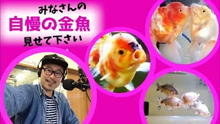 【みんなの金魚を紹介】訳あってボツになった志村産の極上魚とアドカンの入荷情報も