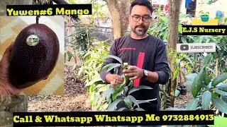 how to Haden Mango Trees | Mexican Mango Plants #howtoeranjibonsathinursery Online Home Delivery