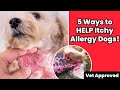 NEW Remedy for Dry, Itchy Skin & Ear Infections 👉 Vet Recommended!