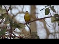 greenfinch singing