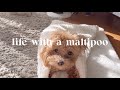 Life with a maltipoo 🐻🐾 weekend vlog 🤎🩷