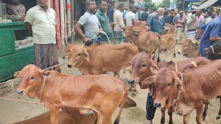 @আজ ২৭ মে ২৪ | ঝিরিঝিরি বৃষ্টিতে প্রচুর চাহিদা সম্পন্ন শাহিওয়াল ষাঁড় বাছুর কেমন দামে কেনাবেচা হচ্ছে