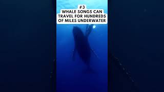 6 AMAZING FACTS ABOUT THE WHALES #shorts  #animalfacts  #animalworld #animals #animalshorts #whale