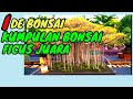 Kumpulan bonsai ficus juara || IDE BONSAI