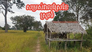 សម្រស់វាលស្រែខែស្រូវទុំ