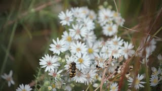 Preserving Prairies | Minnesota Bound