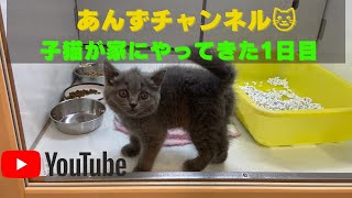 ブリティッシュショートヘアの子猫をお迎え。家に来て初日の猫。