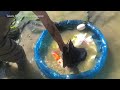 【錦鯉】３歳鯉池上げ 前編　harvest selection of 3 year old carp part 1【koi】