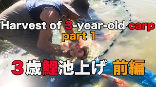 【錦鯉】３歳鯉池上げ 前編　Harvest selection of 3-year-old carp part 1【koi】