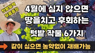 4월에 심는 작물 심는 채소 초보자도 이렇게 하면 성공합니다.