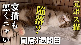 亡くなった愛猫そっくりのキジトラ野良猫#12 元ボス猫のまさかの姿にとっても癒されました！