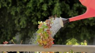 Plastic watering can sprinkler head