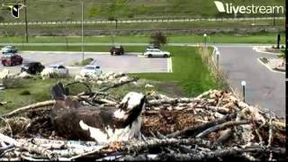 THREAT, ALERT, DEFEND, STRESSED! ~ 5/16/14 EVENING ~ HELLGATE CANYON OSPREYS