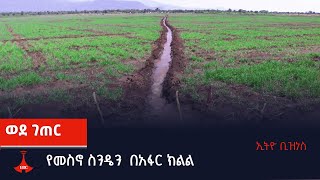 ወደ ገጠር -  በአፋር ክልል ስንዴን መስኖ  Etv | Ethiopia | News