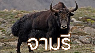 ข้อมูลสัตว์โลก EP.2 | จามรี [4K]