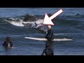 Dolphin almost lands on surfer