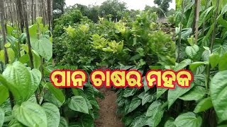 ପାନ ଚାଷର ମହକ ଆମ ଛୋଟ ଗ୍ରାମ #odia #short#odia