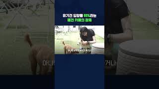 수상한 애견 카페 가봤습니다🐶 #shorts / 스브스뉴스