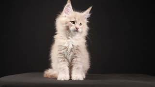 Sassy Koonz Cannonball 9 Weeks Old Maine Coon Kitten