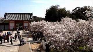 仁和寺　御室桜 2012年