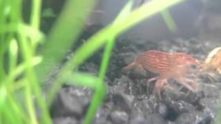 Experimenting with filming into my aquarium