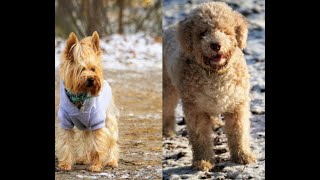 Grudniowy spacer ( 2021) 🐾🐶🌸 4K 📽 #LagottoRomagnolo Canis Dulcis 👩Aneta i Waldemar Tomczyk🤠