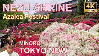 [4K] Nezu Shrine, Azalea Festival 04/24/2022 | 根津神社 つつじ祭り TOKYO NOW