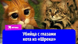 Черноногая кошка считается самым опасным хищником в Африке