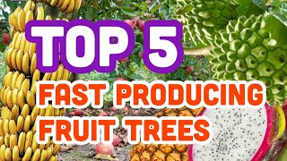 Top 5 fast producing fruit trees and plants in Florida