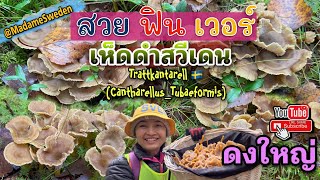 คลิปนี้สวยมาก🥰 เห็ดดำ สวีเดน Trattkantarell 🇸🇪🌳(Cantharellus_Tubaeformis) เต็มป่า เจอกลุ่มใหญ่ๆ