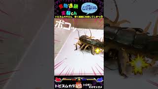 【閲覧注意】トビズムカデさん、悉く捕食に失敗してしまう…😅　※あくまで給餌目的です。＜生物観察　昆虫バトル　捕食　給餌　飼育　奇蟲　プレデタービートル　サシガメ　サワガニ　トビズムカデ＞#shorts