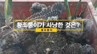 EP.053 황조롱이 kestrel :: 황조롱이가 사냥한 것은? What did the Kestrel hunt?