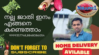 Paulson Nirappel Nursery# പോൾസൺ നിരപ്പേൽ നഴ്സഴ്സറിയുടെ എല്ലാ വെറൈറ്റി ജാതി തൈകളും ഇപ്പോൾ കോട്ടയത്തും