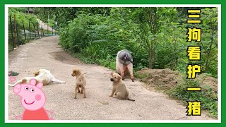 小猪出门逛路，三个狗狗时刻陪护在身后，为其保驾护航【一只不平凡的猪哼哼】